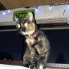 twixthecat